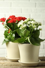 Different beautiful kalanchoe flowers in pots on wooden table indoors