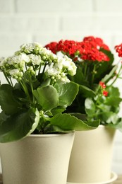 Photo of Different beautiful kalanchoe flowers in pots on light background, closeup