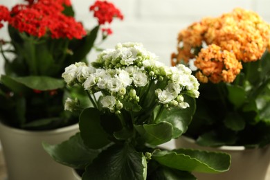 Photo of Different beautiful kalanchoe flowers in pots on light background, closeup