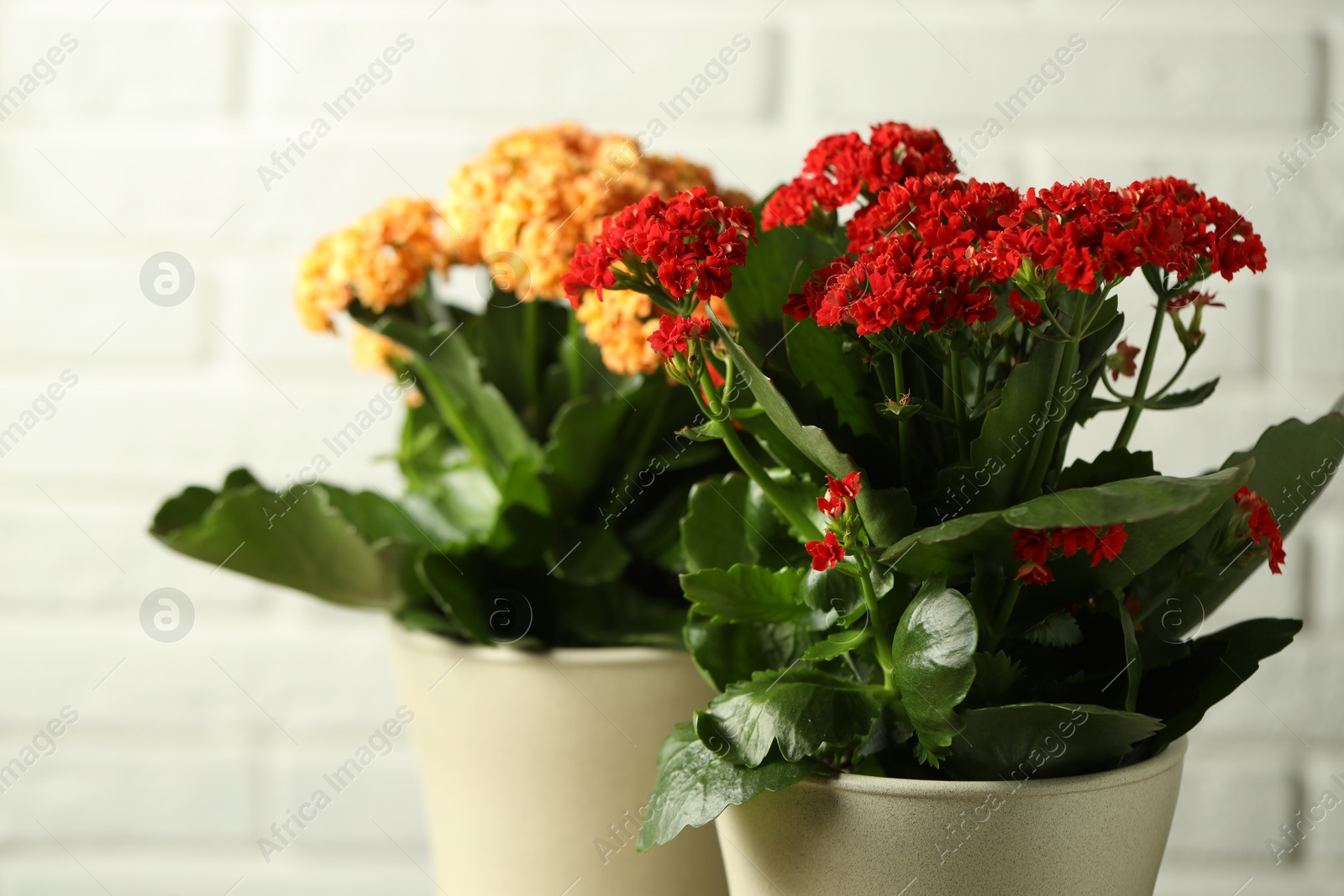 Photo of Different beautiful kalanchoe flowers in pots on light background, closeup