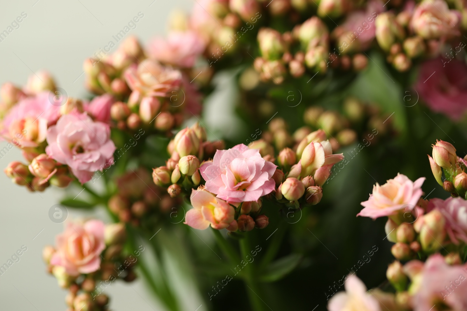 Photo of Beautiful pink kalanchoe flowers on light background, closeup