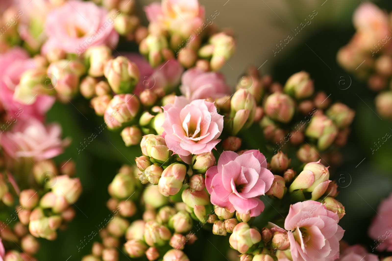 Photo of Beautiful pink kalanchoe flowers as background, closeup