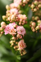 Photo of Beautiful pink kalanchoe flowers as background, closeup