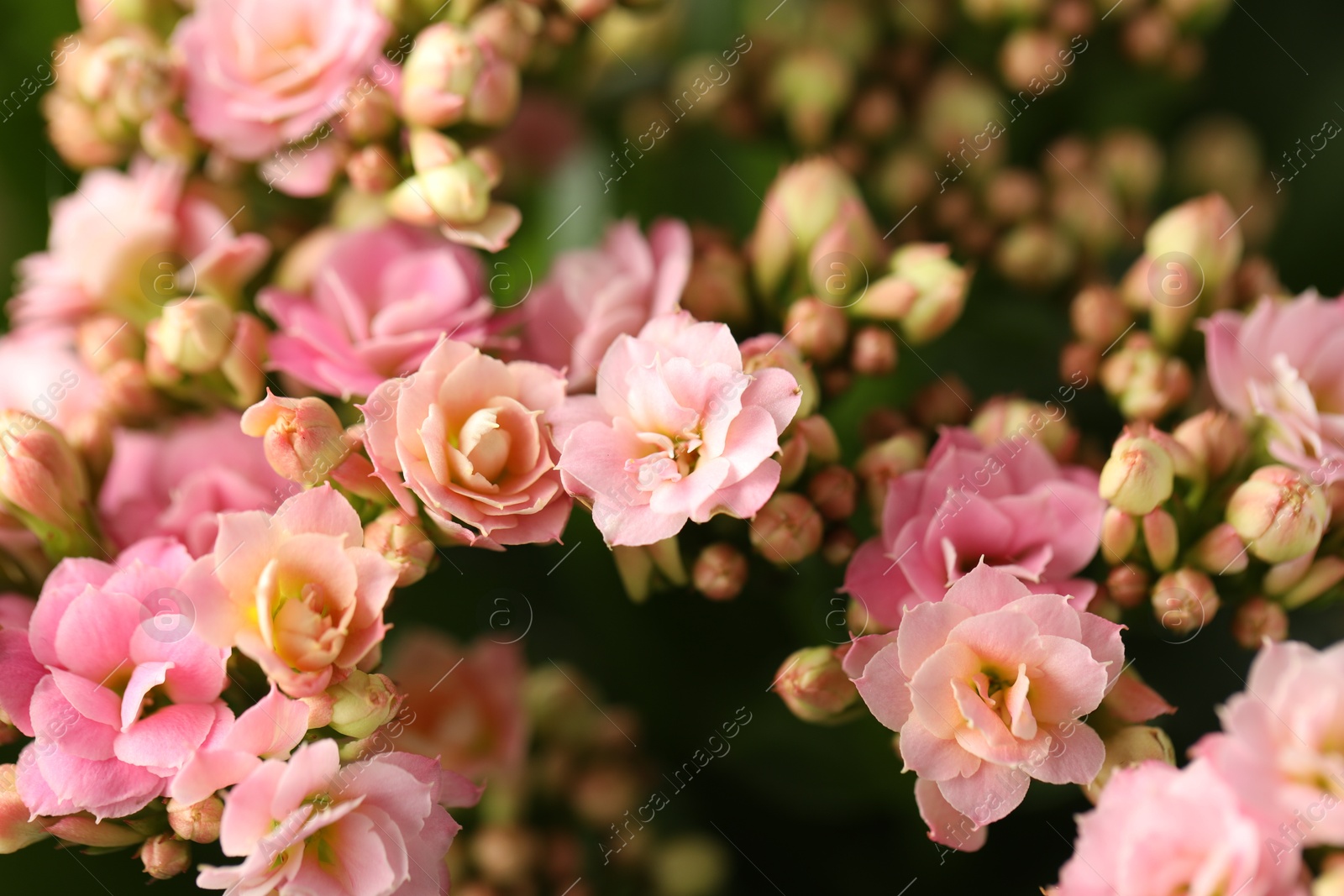 Photo of Beautiful pink kalanchoe flowers as background, closeup