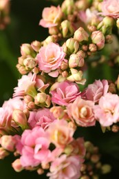 Photo of Beautiful pink kalanchoe flowers as background, closeup