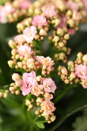 Beautiful pink kalanchoe flowers as background, closeup