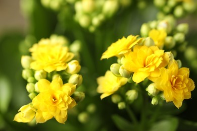 Photo of Beautiful yellow kalanchoe flowers as background, closeup