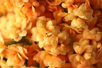 Photo of Beautiful orange kalanchoe flowers as background, closeup