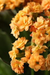 Beautiful orange kalanchoe flowers as background, closeup