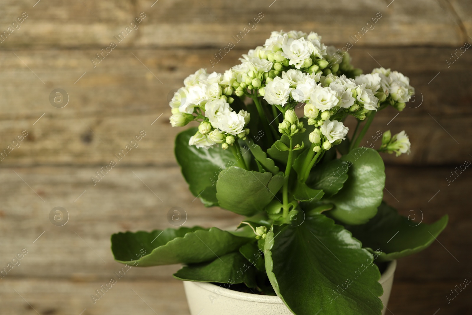 Photo of Beautiful white kalanchoe flower in pot on blurred background, closeup