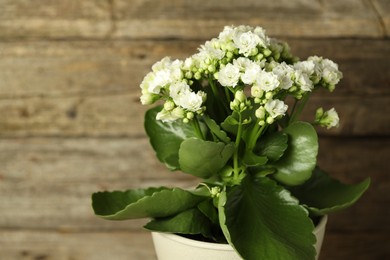 Photo of Beautiful white kalanchoe flower in pot on blurred background, closeup