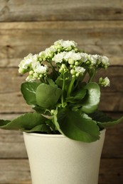 Photo of Beautiful white kalanchoe flower in pot on blurred background, closeup