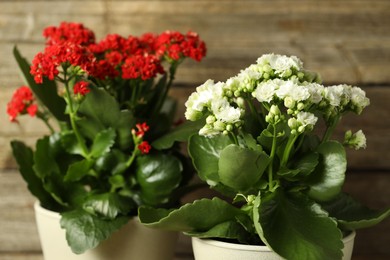 Photo of Different beautiful kalanchoe flowers on blurred background, closeup