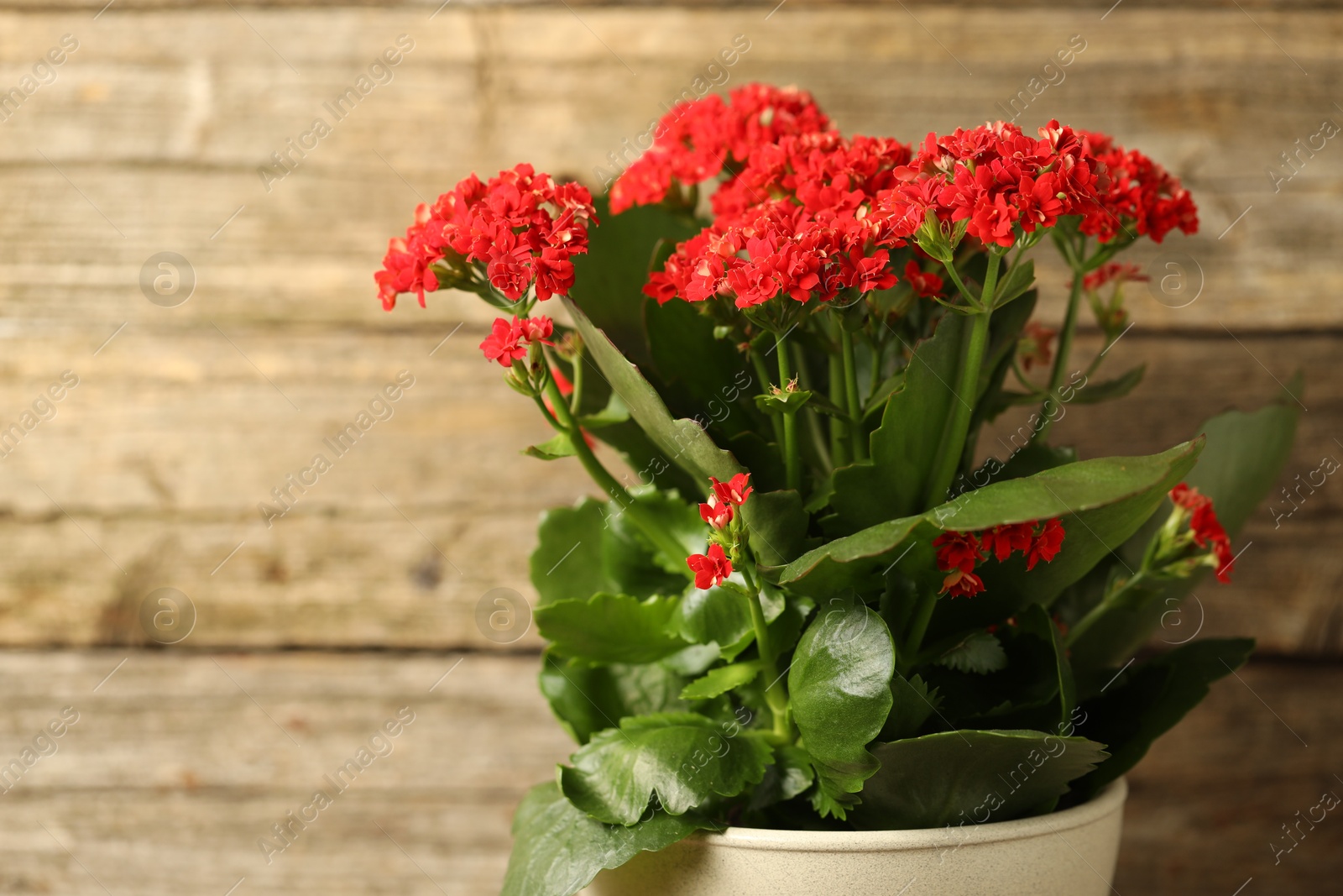 Photo of Beautiful red kalanchoe flower in pot on blurred background, closeup