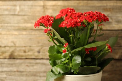 Beautiful red kalanchoe flower in pot on blurred background, closeup