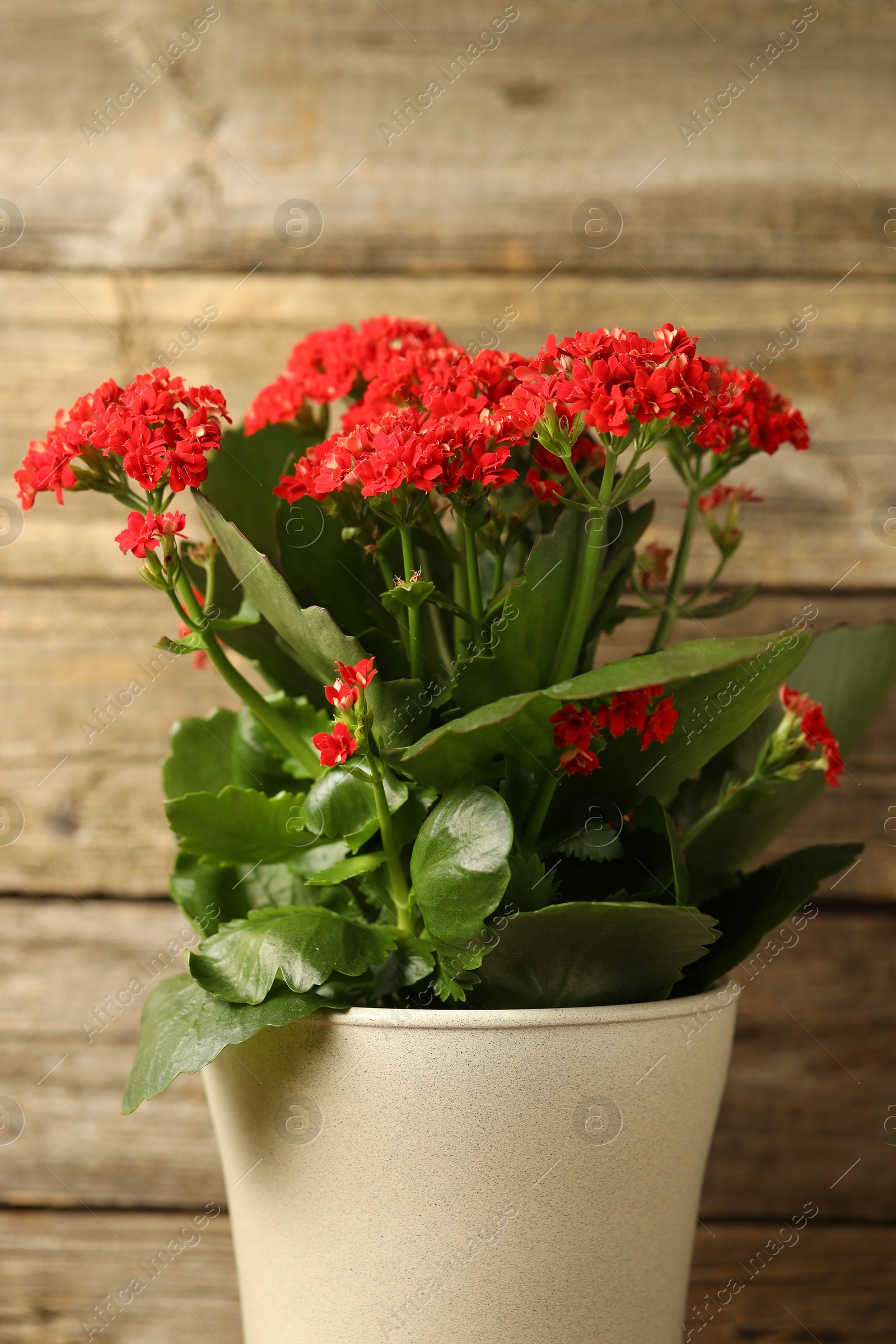 Photo of Beautiful red kalanchoe flower in pot on blurred background, closeup