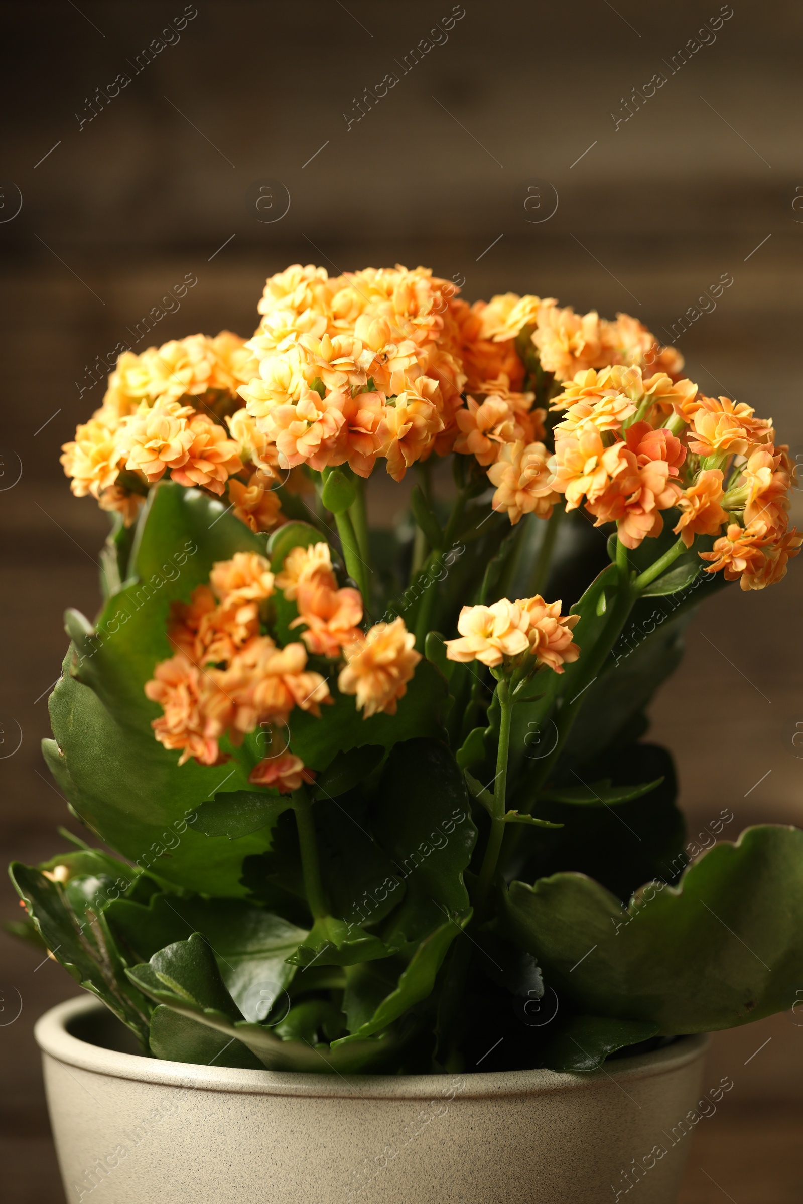 Photo of Beautiful orange kalanchoe flower in pot on blurred background, closeup