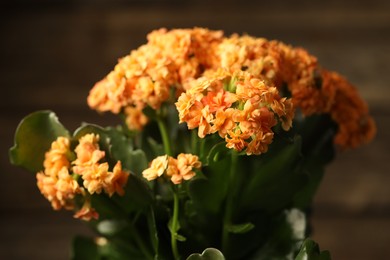 Beautiful orange kalanchoe flower on blurred background, closeup