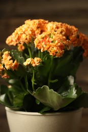 Beautiful orange kalanchoe flower in pot on blurred background, closeup