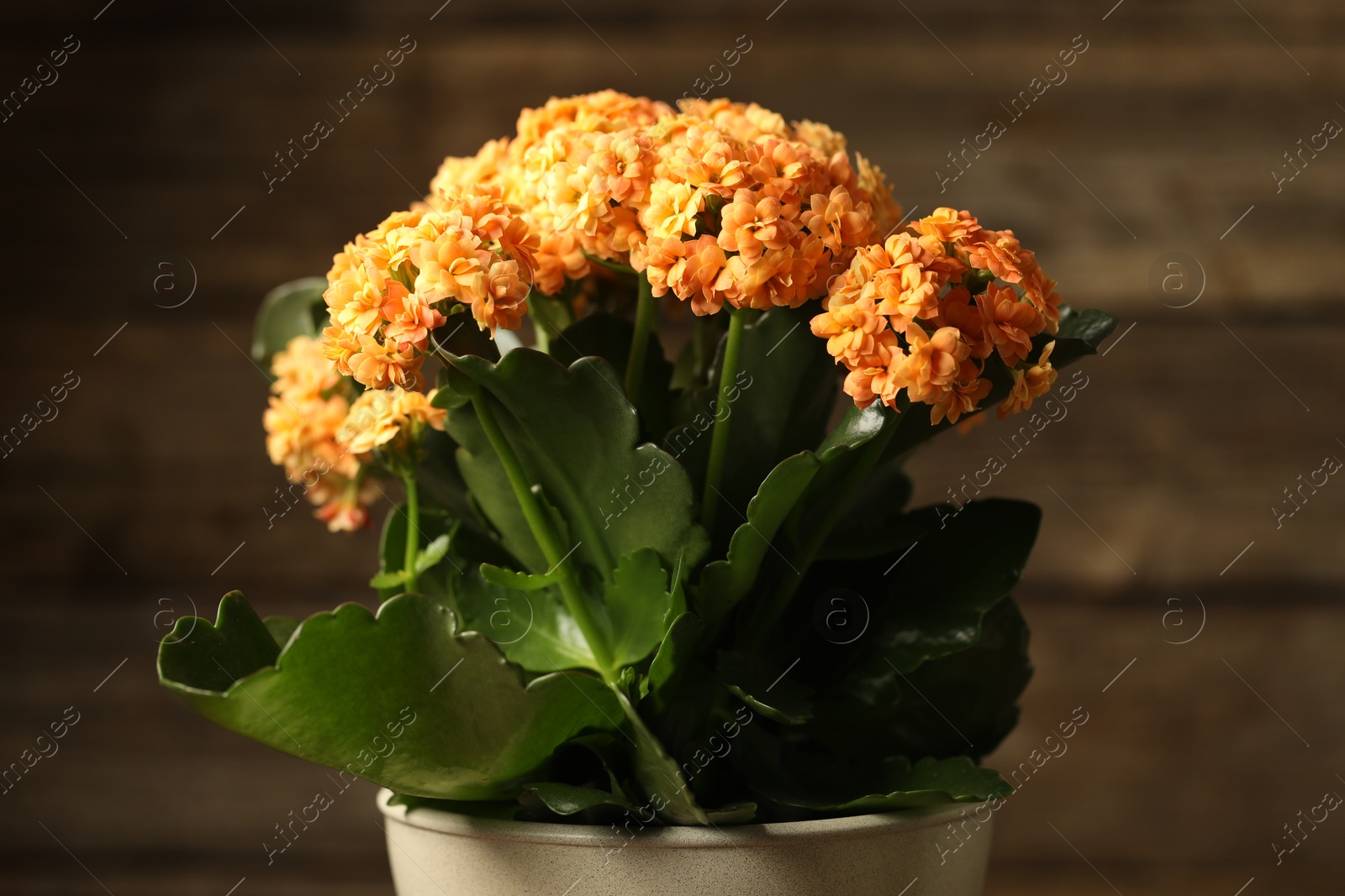 Photo of Beautiful orange kalanchoe flower in pot on blurred background, closeup