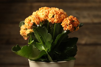 Beautiful orange kalanchoe flower in pot on blurred background, closeup