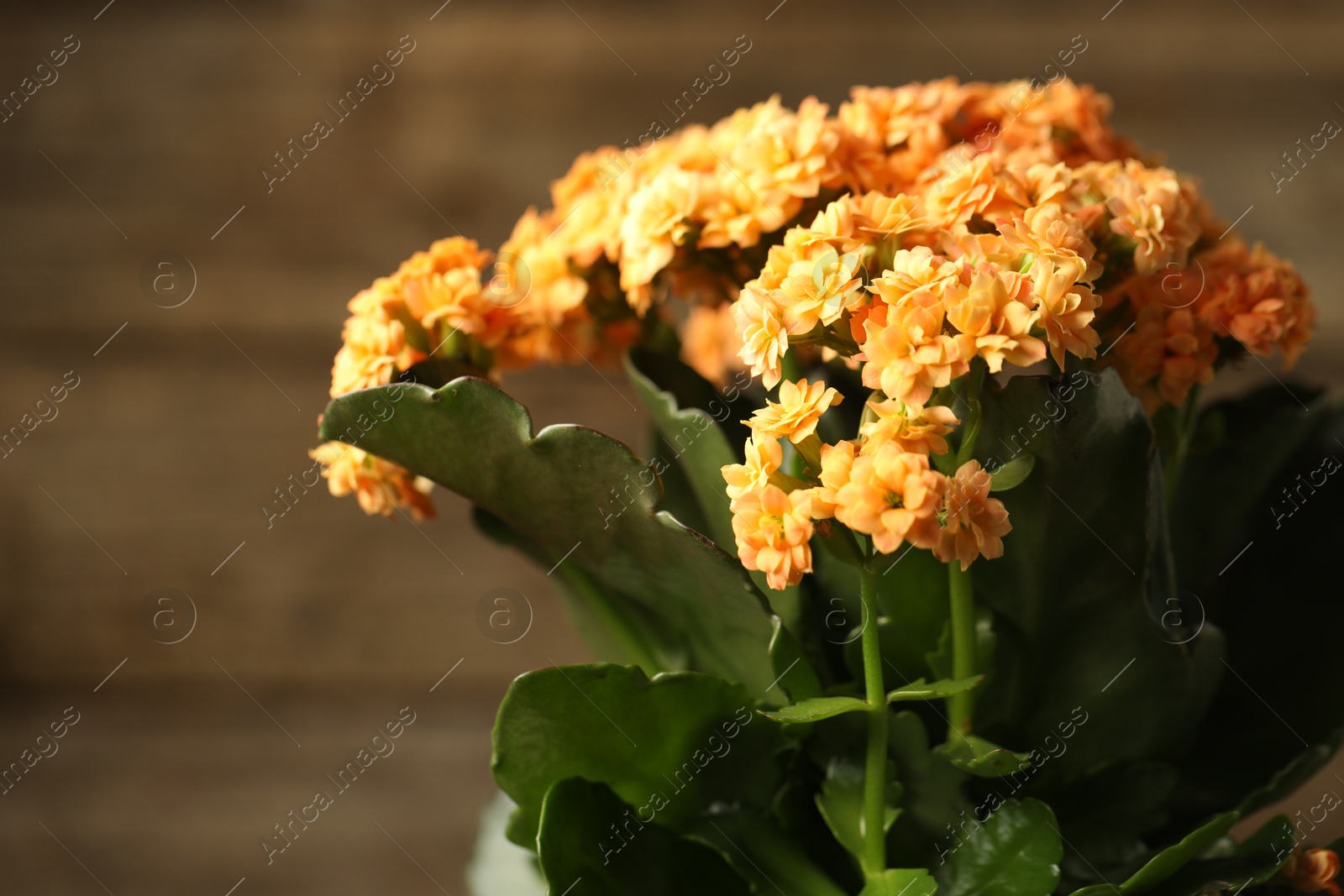 Photo of Beautiful orange kalanchoe flower on blurred background, closeup