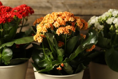 Different beautiful kalanchoe flowers in pots on blurred background, closeup