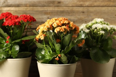 Photo of Different beautiful kalanchoe flowers in pots on blurred background, closeup