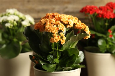 Different beautiful kalanchoe flowers in pots on blurred background, closeup