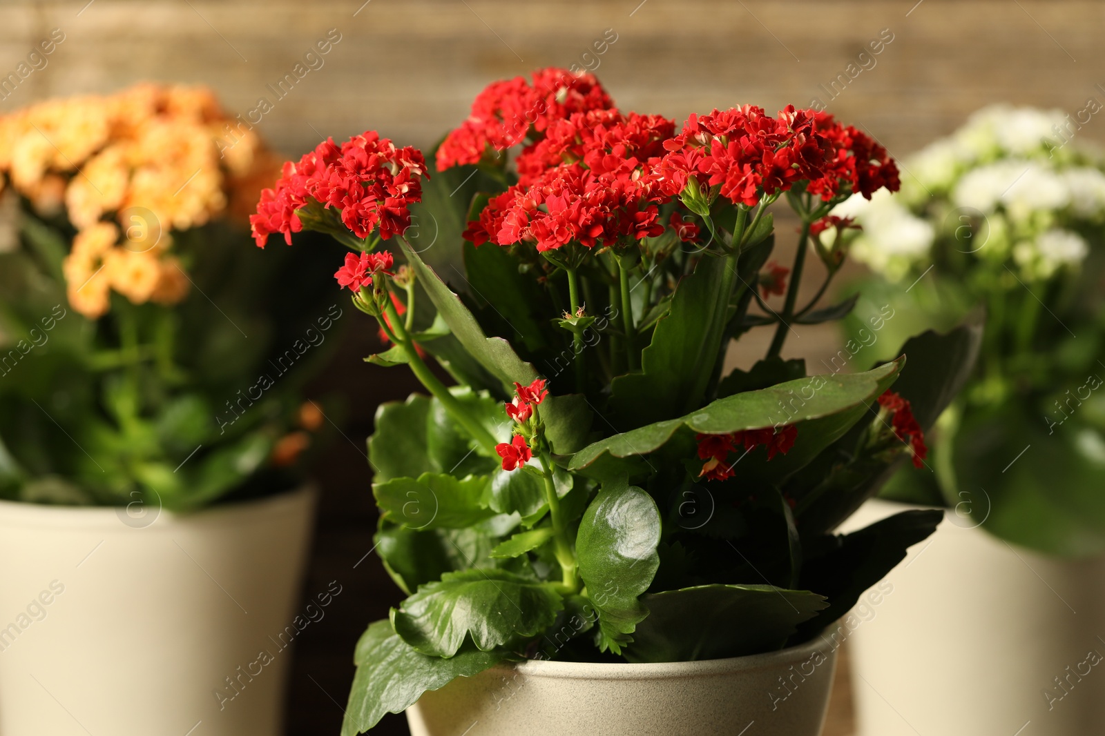 Photo of Different beautiful kalanchoe flowers in pots on blurred background, closeup