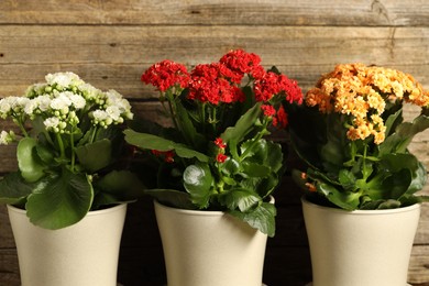 Different beautiful kalanchoe flowers in pots near wooden wall, closeup