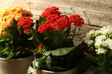 Photo of Different beautiful kalanchoe flowers in pots indoors, closeup