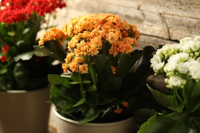 Photo of Different beautiful kalanchoe flowers in pots indoors, closeup