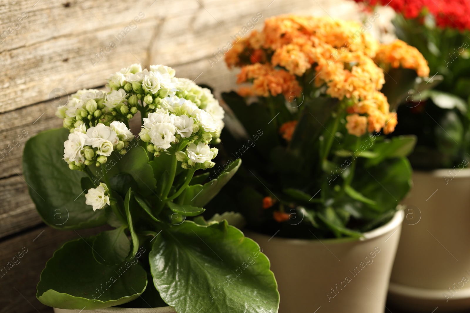 Photo of Different beautiful kalanchoe flowers in pots indoors, closeup