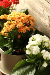 Photo of Different beautiful kalanchoe flowers in pots indoors, closeup