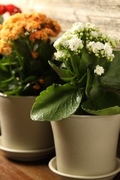 Different beautiful kalanchoe flowers in pots indoors, closeup