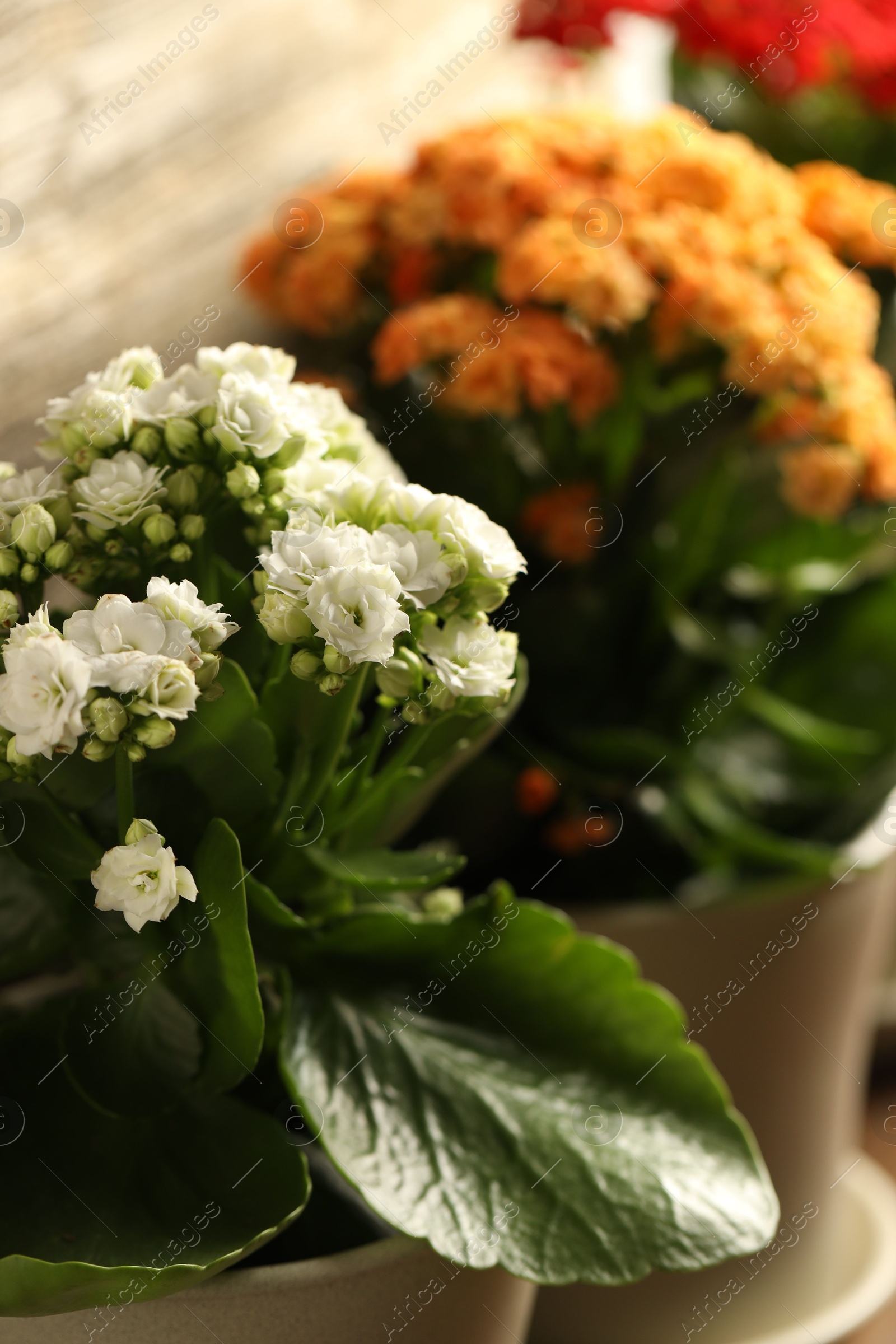 Photo of Different beautiful kalanchoe flowers in pots indoors, closeup