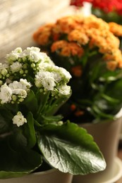 Different beautiful kalanchoe flowers in pots indoors, closeup