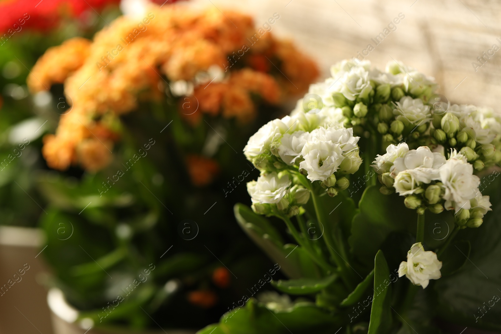 Photo of Different beautiful kalanchoe flowers on light background, closeup