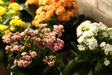 Photo of Different beautiful kalanchoe flowers in pots indoors, closeup