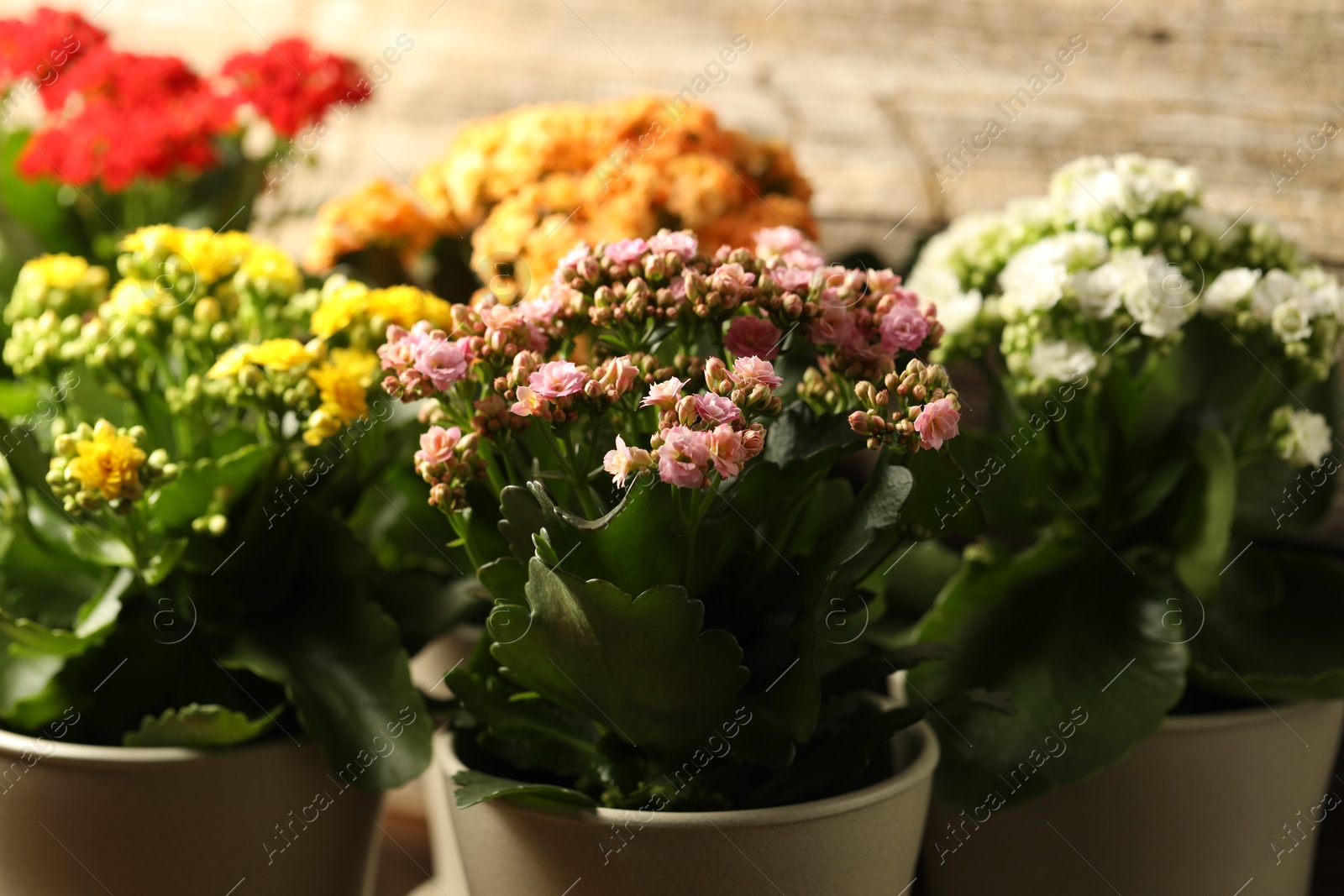 Photo of Different beautiful kalanchoe flowers in pots indoors, closeup