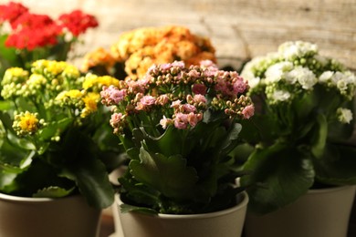 Photo of Different beautiful kalanchoe flowers in pots indoors, closeup