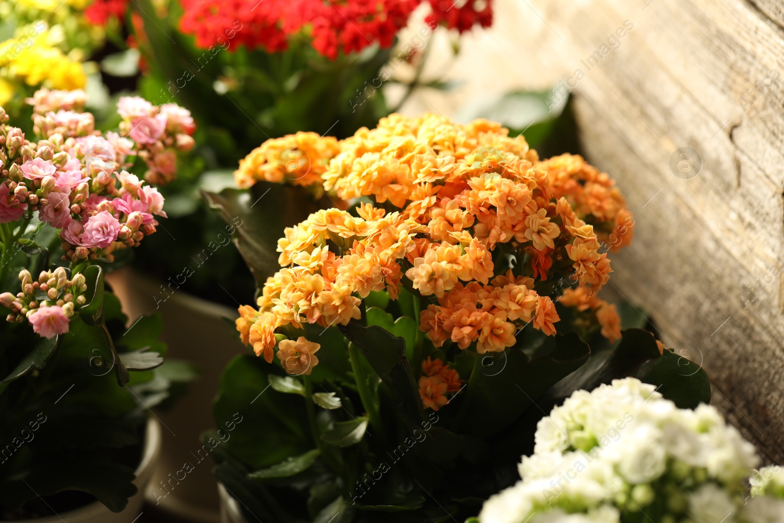 Photo of Different beautiful kalanchoe flowers in pots indoors, closeup