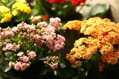 Photo of Many different beautiful kalanchoe flowers, closeup view