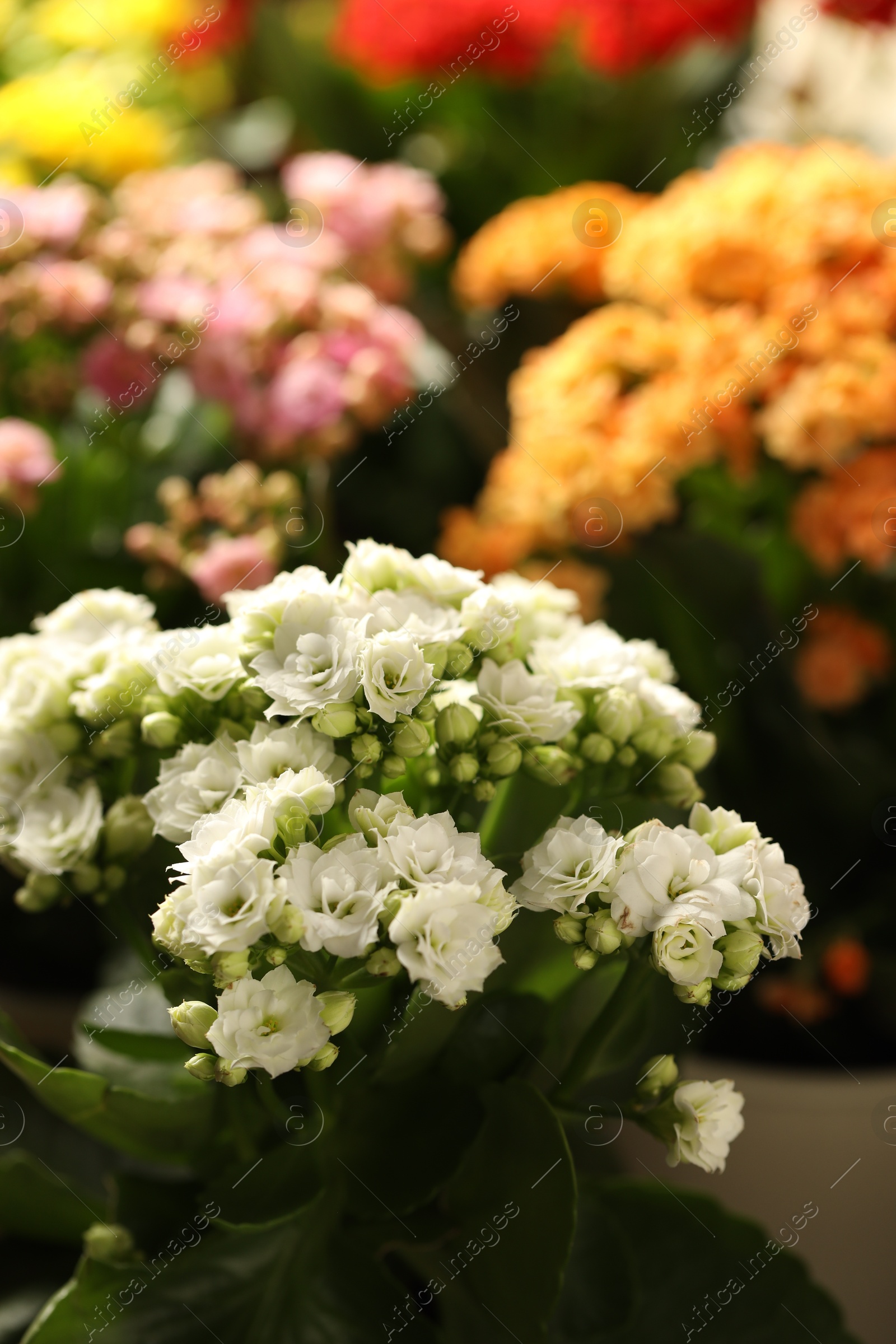 Photo of Many different beautiful kalanchoe flowers, closeup view