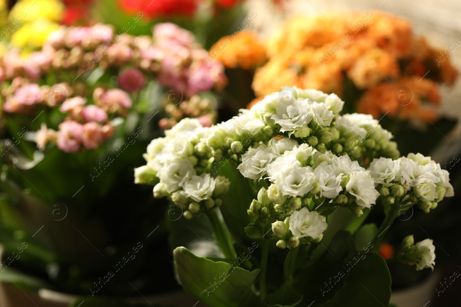 Photo of Many different beautiful kalanchoe flowers, closeup view