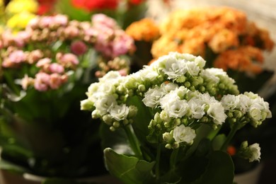 Photo of Many different beautiful kalanchoe flowers, closeup view