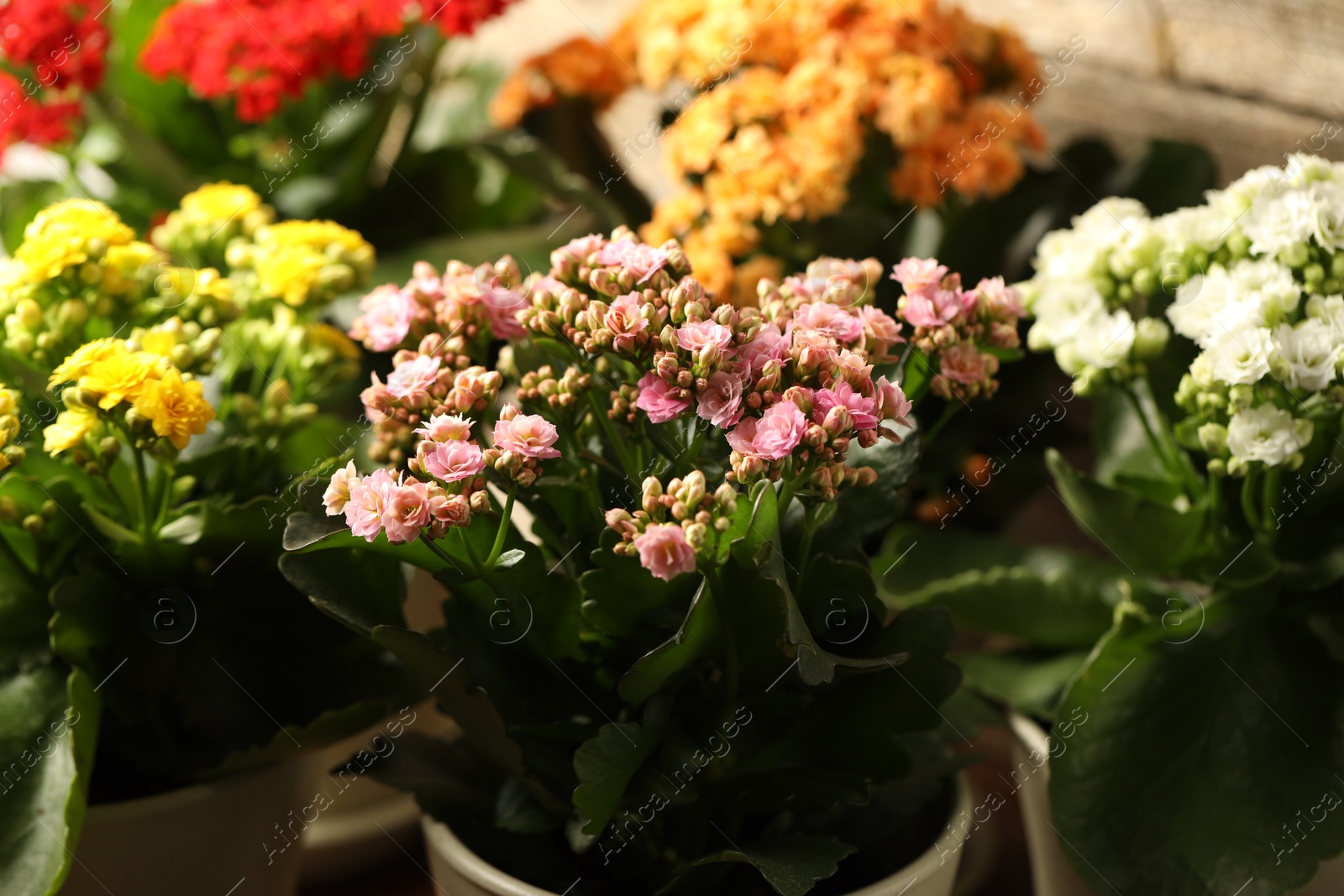 Photo of Different beautiful kalanchoe flowers in pots indoors, closeup