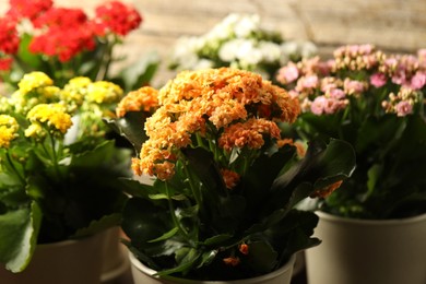 Photo of Different beautiful kalanchoe flowers in pots indoors, closeup