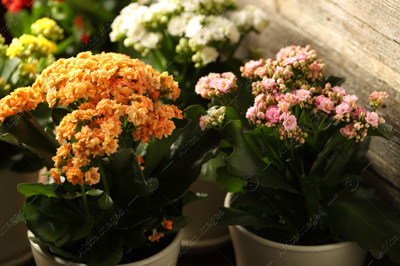 Photo of Different beautiful kalanchoe flowers in pots indoors, closeup